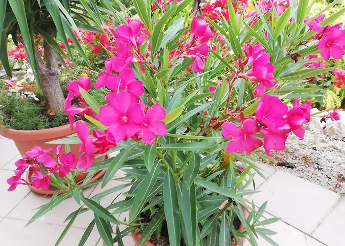 Kati Üdülőközpont 2*